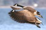 Canada Goose