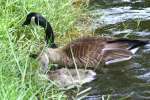 Canada Goose 