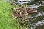 Canada Goose 