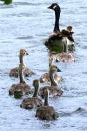 Canada Goose 