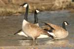 Canada Goose