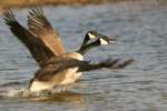 Canada Goose