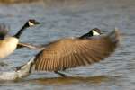 Canada Goose