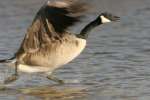 Canada Goose