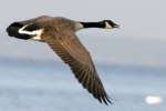 Canada Goose