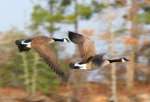 Canada Geese in Flight - Sequence