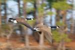 Canada Geese in Flight - Sequence