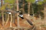 Canada Geese in Flight - Sequence