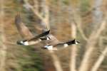 Canada Geese in Flight - Sequence
