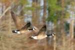 Canada Geese in Flight - Sequence