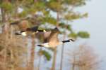 Canada Geese in Flight - Sequence