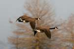 Canada Geese in Flight - Sequence