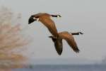 Canada Geese in Flight - Sequence