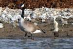 Canada Goose