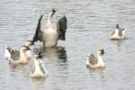 Swan Goose