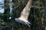 Canada Goose