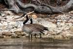 Canada Goose