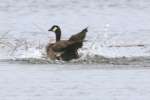 Canada Goose