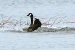 Canada Goose