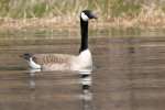 Canada Goose