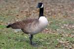 Canada Goose