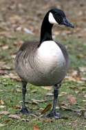 Canada Goose