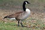 Canada Goose