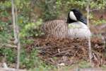 Canada Goose