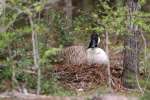 Canada Goose