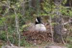 Canada Goose