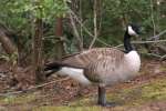 Canada Goose