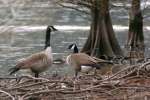 Canada Goose