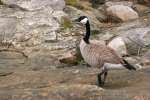 Canada Goose