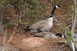 Canada Goose