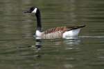 Canada Goose