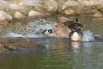 Canada Goose