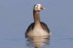 Greater White-fronted Goose