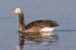 Greater White-fronted Goose