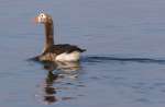 Greater White-fronted Goose