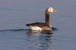 Greater White-fronted Goose