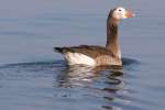 Greater White-fronted Goose