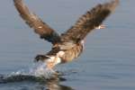 Greater White-fronted Goose