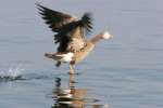 Greater White-fronted Goose