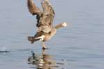 Greater White-fronted Goose