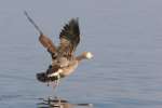 Greater White-fronted Goose