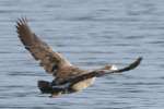 Greater White-fronted Goose