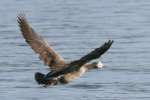 Greater White-fronted Goose