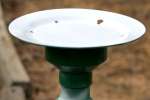 Butterfly - Moth Feeder