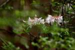 Wild Azalea Canyons