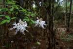 Wild Azalea Canyons